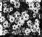 African Daisy.JPG (8198 bytes)