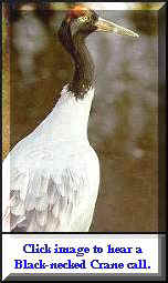 Black-necked Crane