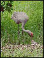 Brolga Crane and Chicks