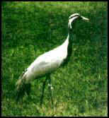 Demoiselle Crane