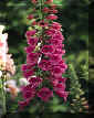 Foxglove.JPG (14977 bytes)