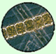 phytoplankton