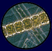 phyto1.GIF (9741 bytes)