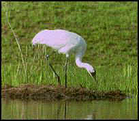 Whooping Crane standing over nest.