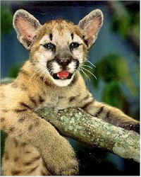 Eastern Cougar