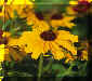 Black Eyed Susan.JPG (12454 bytes)