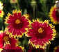 Blanket Flower.JPG (14002 bytes)