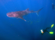 Swimming with Whale Sharks