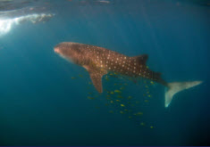 Whale Shark Photo