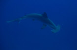 single_hammerhead_shark.wmv