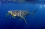 whale_shark_video_2.wmv