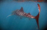 whale_shark_video_4.wmv